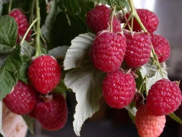 Raspberry Eurasia