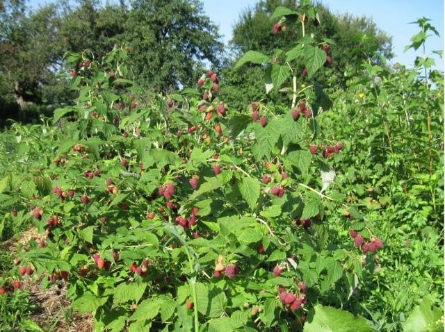 Raspberry Eurasia