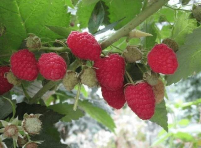 Raspberry Eurasia