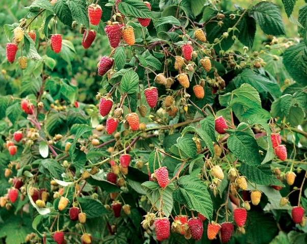 Raspberry Eurasia