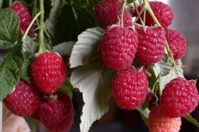 Raspberry Eurasia