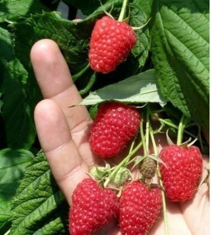 Raspberry Eurasia