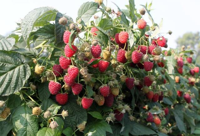 Raspberry garter 