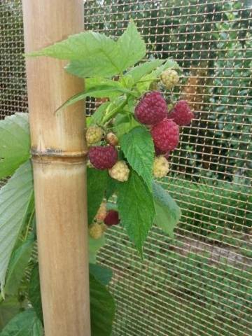 Raspberry garter 