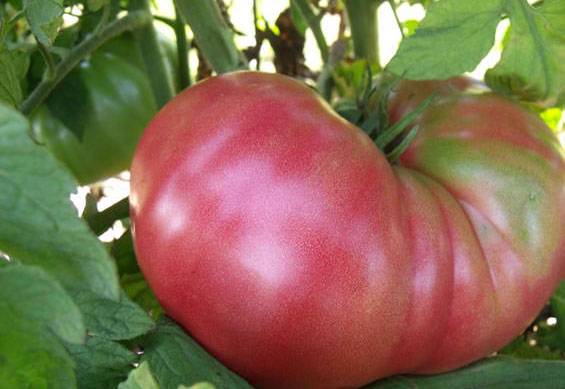 Raspberry giant tomato: reviews, yield