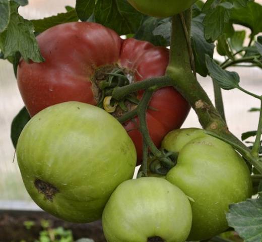 Raspberry giant tomato: reviews, yield