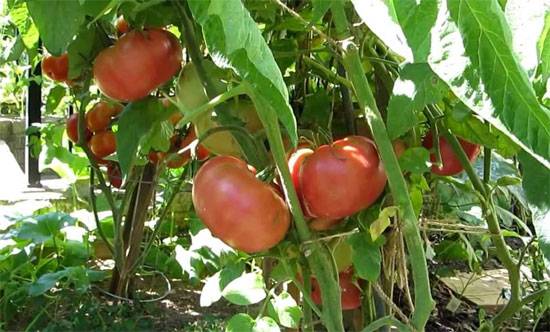 Raspberry giant tomato: reviews, yield