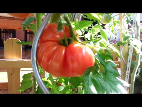 Raspberry giant tomato: reviews, yield