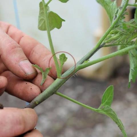 Raspberry giant tomato: reviews, yield