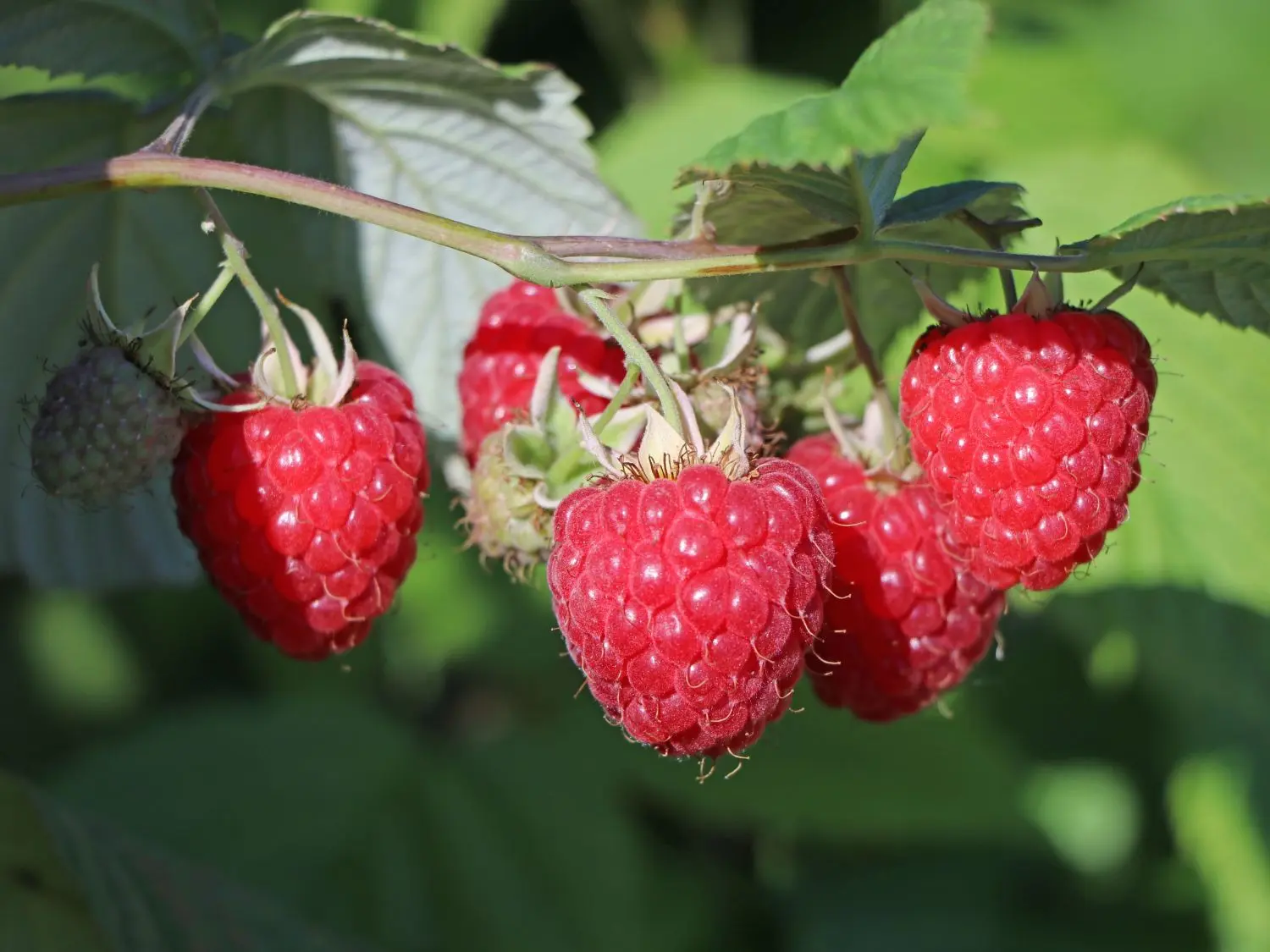 Raspberry Glen Ample