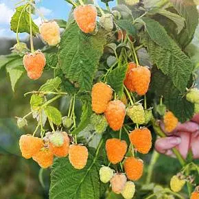 Raspberry Golden Domes