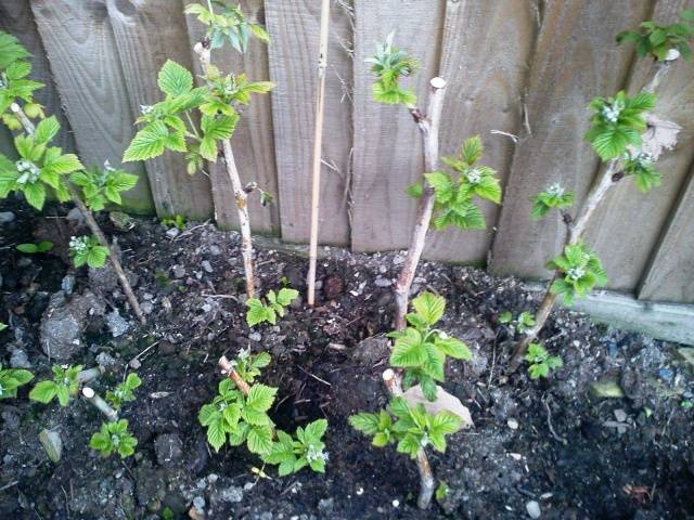 Raspberry Golden Domes