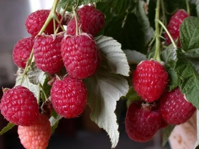 Raspberry Hercules: planting and care