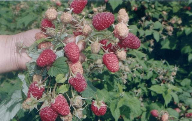 Raspberry Hercules: planting and care