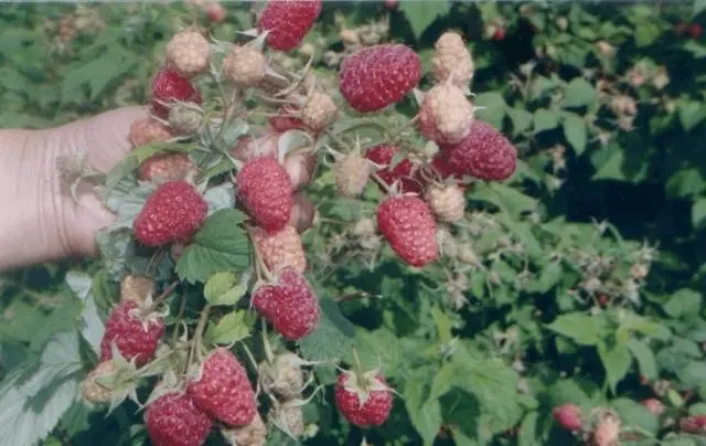 Raspberry Hercules: planting and care