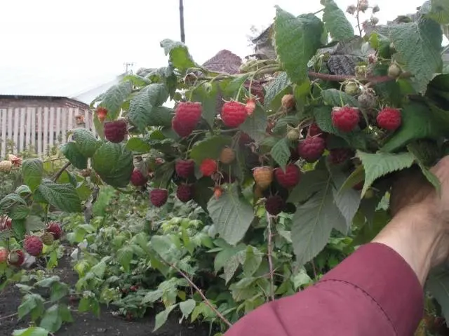 Raspberry Hercules: planting and care