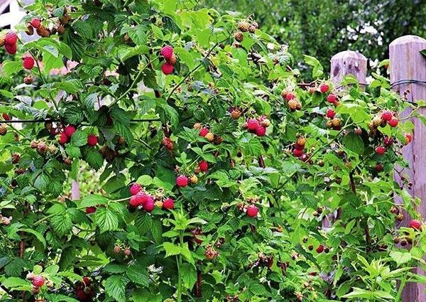 Raspberry Hercules: planting and care