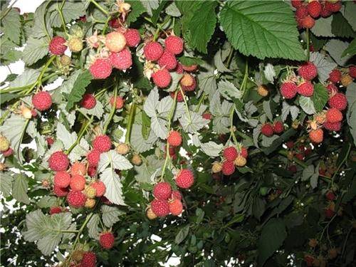 Raspberry Hussar: planting and care