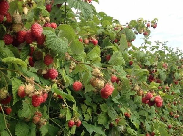 Raspberry Hussar: planting and care