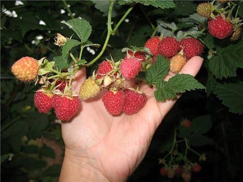 Raspberry Hussar: planting and care