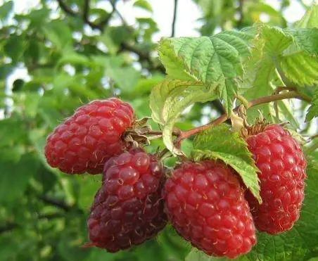 Raspberry Hussar: planting and care