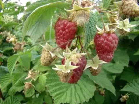 Raspberry Hussar: planting and care