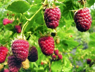 Raspberry Indian summer