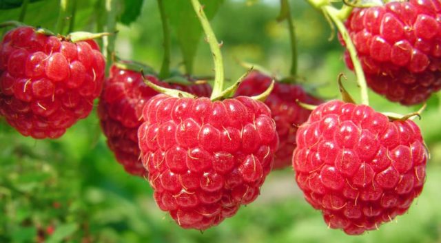 Raspberry jelly for the winter: how to make, simple recipes