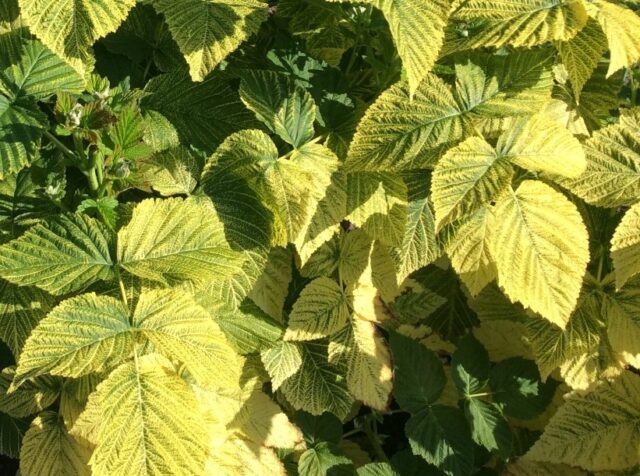 Raspberry leaf chlorosis: treatment and photo