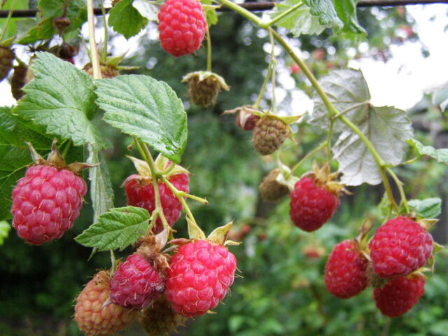 Raspberry leaf chlorosis: treatment and photo