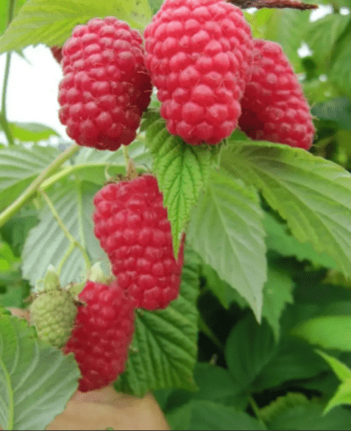 Raspberry leaf chlorosis: treatment and photo