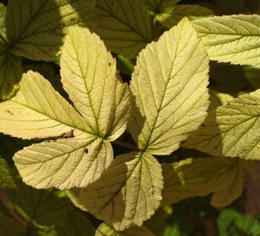 Raspberry leaf chlorosis: treatment and photo