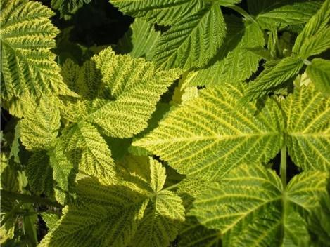 Raspberry leaf chlorosis: treatment and photo