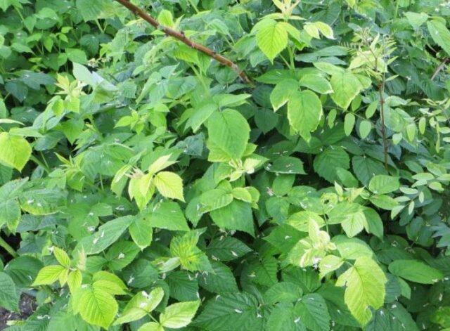 Raspberry leaf chlorosis: treatment and photo