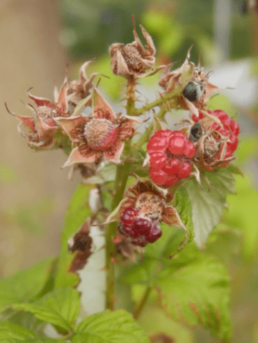 Raspberry leaf chlorosis: treatment and photo