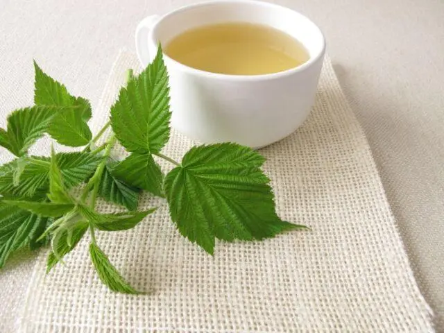 Raspberry leaves: medicinal properties and contraindications, in gynecology, what they are used for