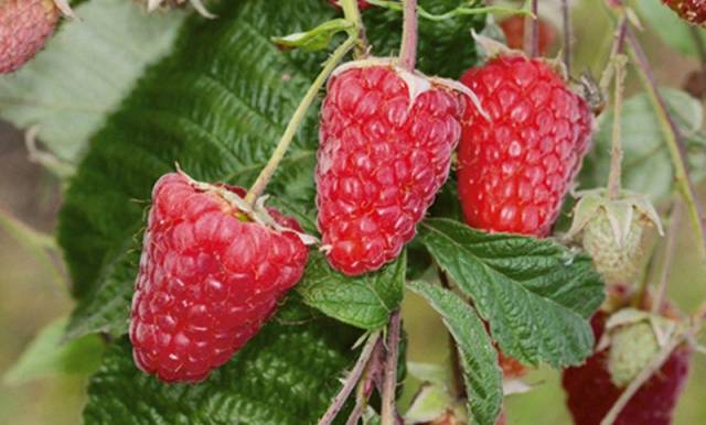 Raspberry Moscow Giant