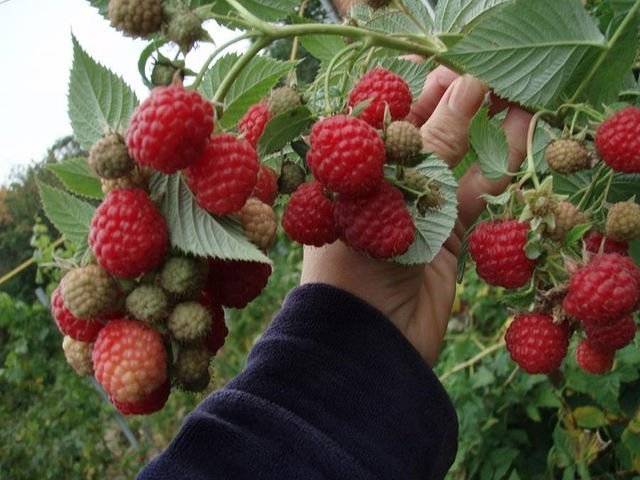 Raspberry Moscow Giant