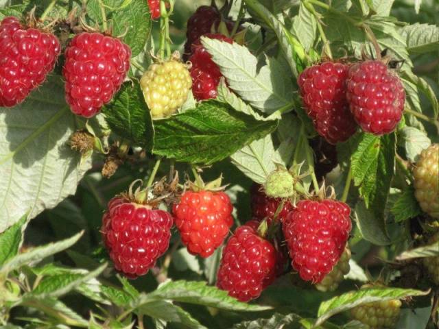 Raspberry Moscow Giant