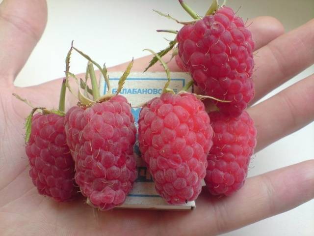 Raspberry Moscow Giant