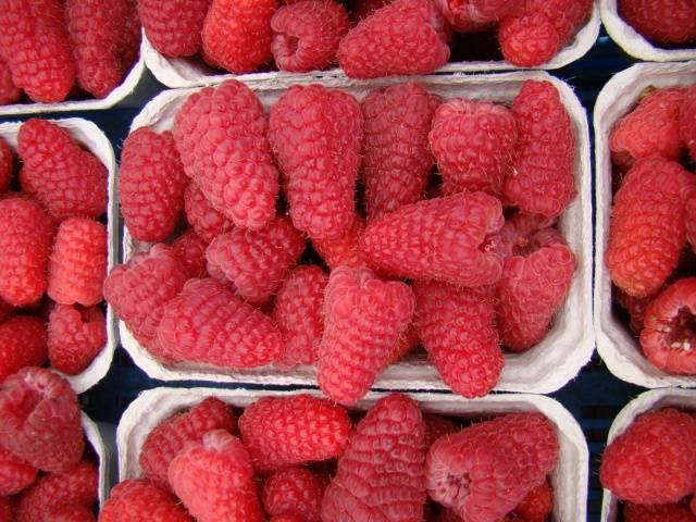 Raspberry Moscow Giant