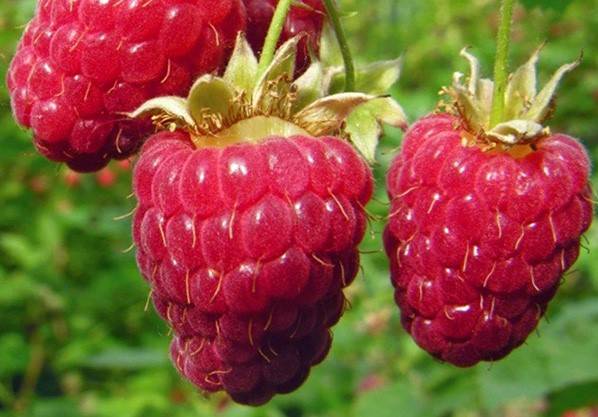 Raspberry Moscow Giant