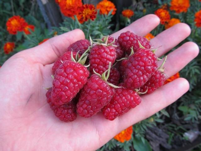 Raspberry Moscow Giant