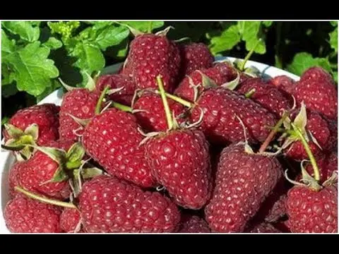 Raspberry Moscow Giant