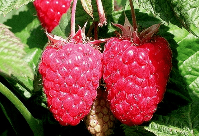 Raspberry News Mikolajczyk