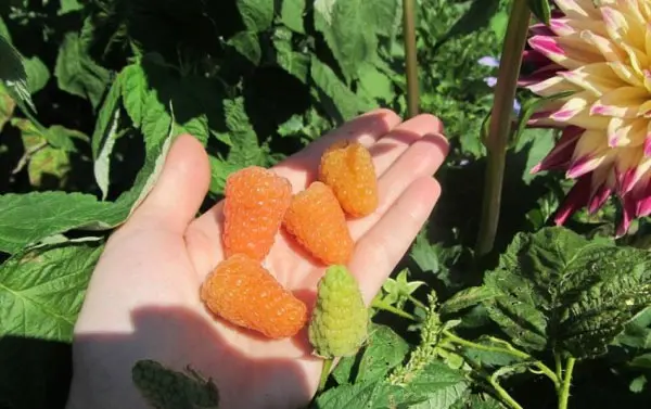 Raspberry Orange miracle: variety description, care features