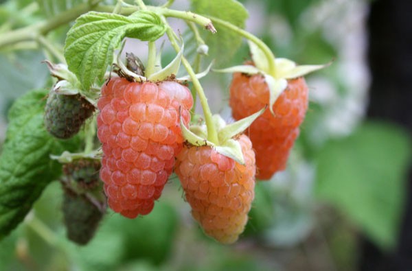 Raspberry Orange miracle: variety description, care features