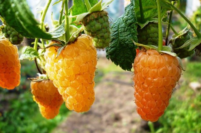 Raspberry Orange miracle: variety description, care features