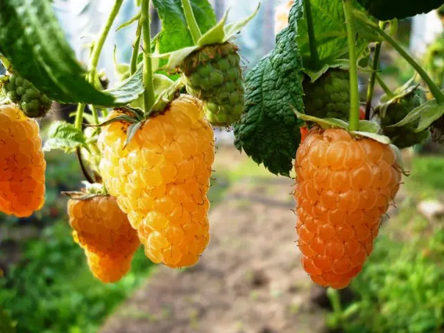 Raspberry Orange miracle: variety description, care features