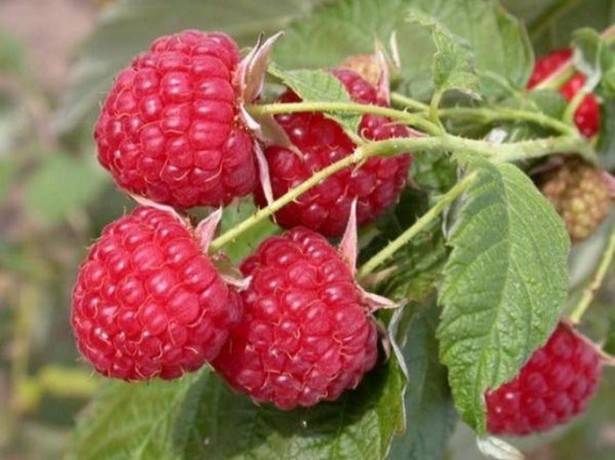 Raspberry Patricia: planting and care